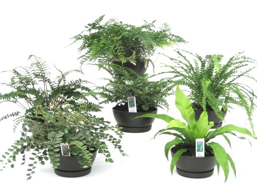 6" Fern Assortment Deco Bowls